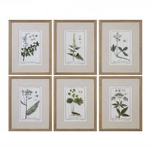 Uttermost 33651 - Uttermost Green Floral Botanical Study Prints Set/6